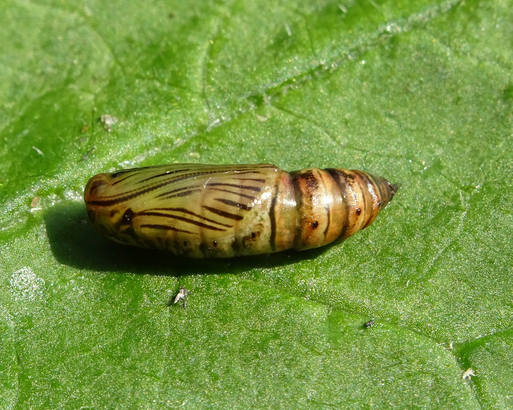 Gele kustspanner aspitates ochrearia DSC03183 Joey Bom 22 april 2017.JPG